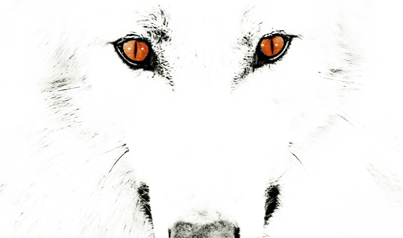 Wolfpakk – Rise Of The Animal